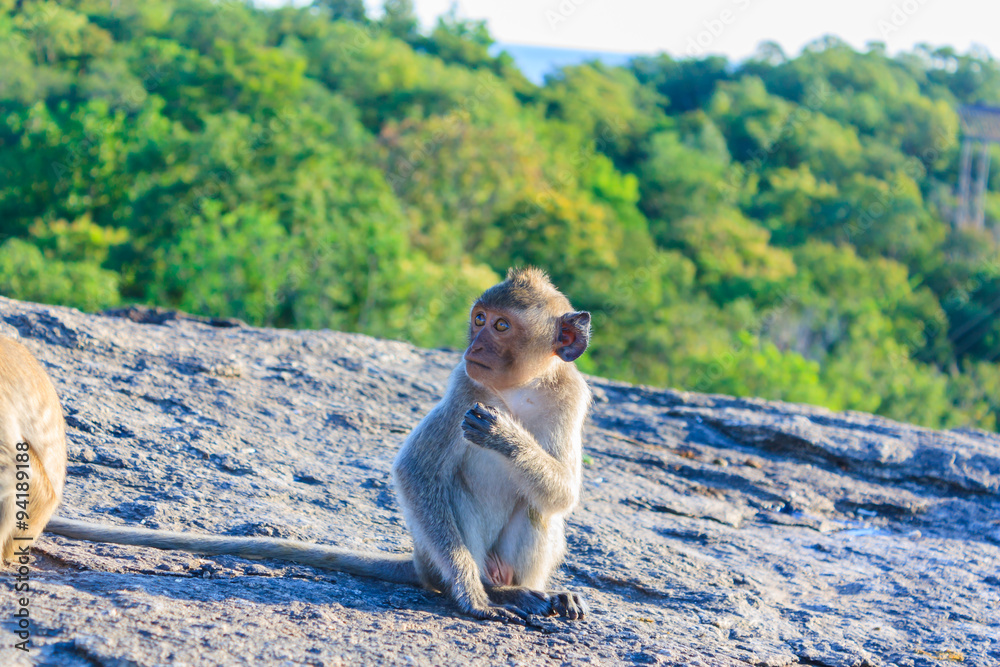 young monkey on the mountain 