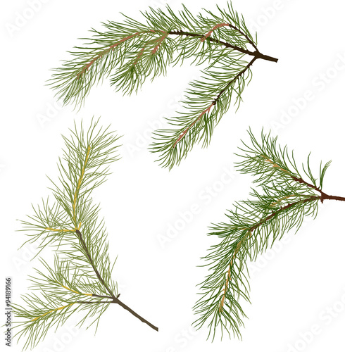 three pine tree green branches isolated illustration