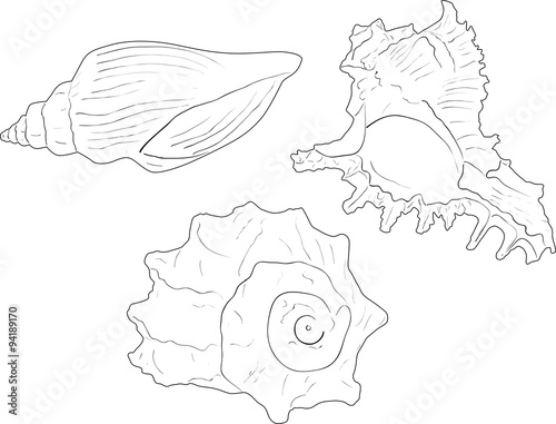 three shellfishes sketches isolated on white