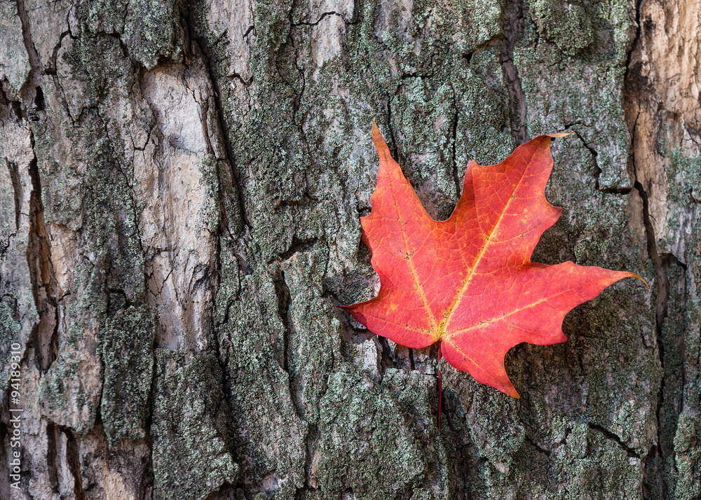 Red autumn maple leaf against tree bark