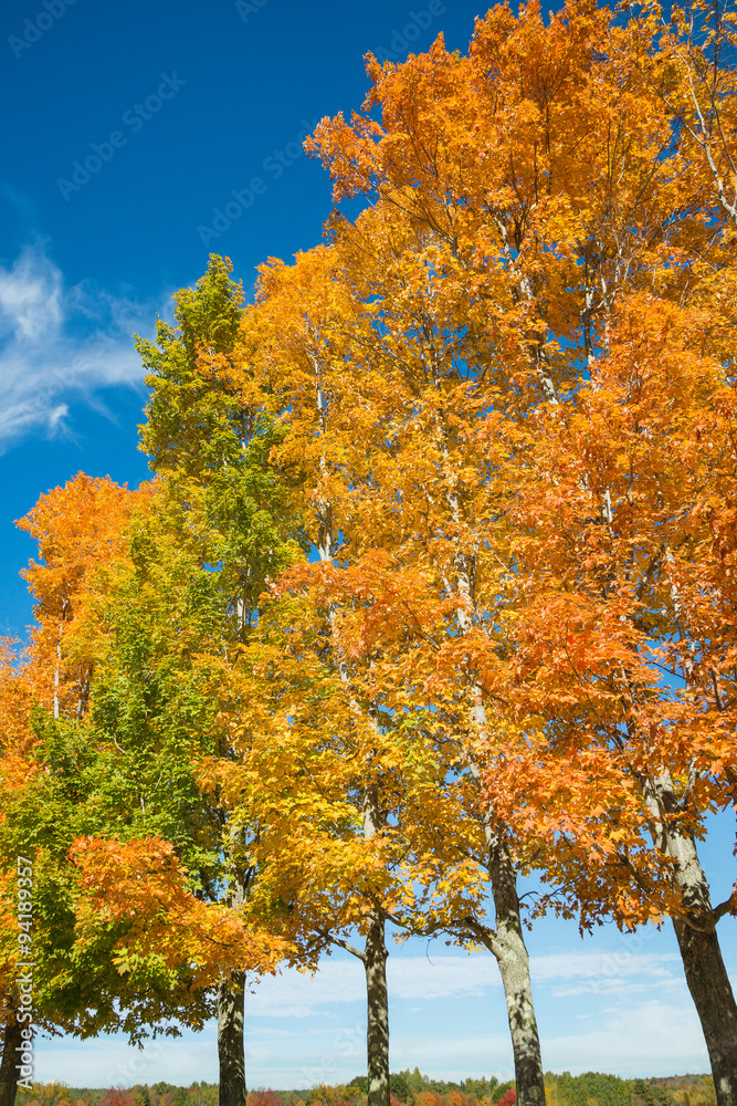 Naklejka premium Row of colorful autumn trees against blue sky