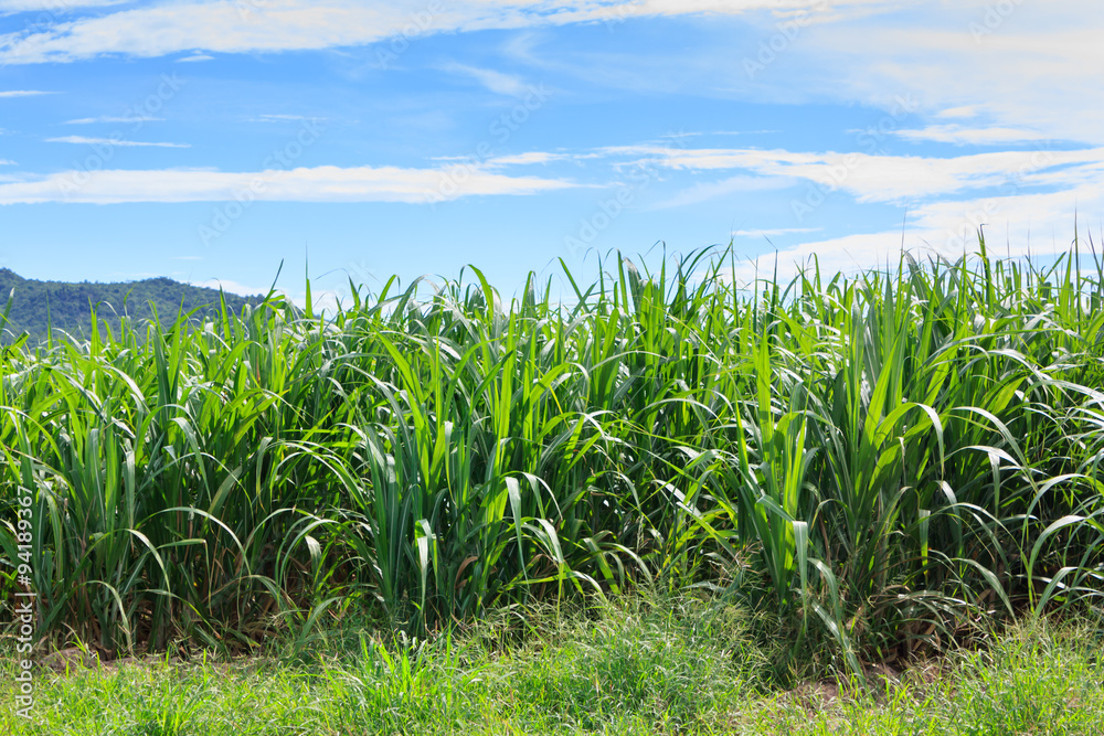 sugarcane plantation sugarcane plantation
