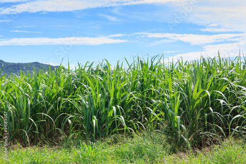 sugarcane plantation