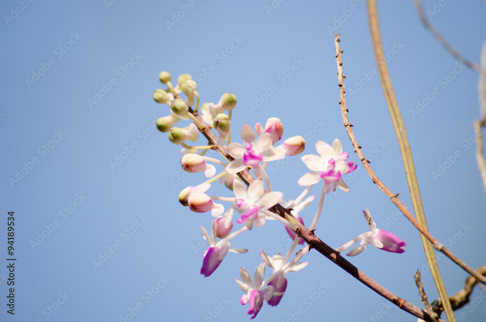 Seidenfadenia mitrata is native to Thailand and to Myanmar Burma Seidenfadenia mitrata is native to Thailand and to Myanmar Burma