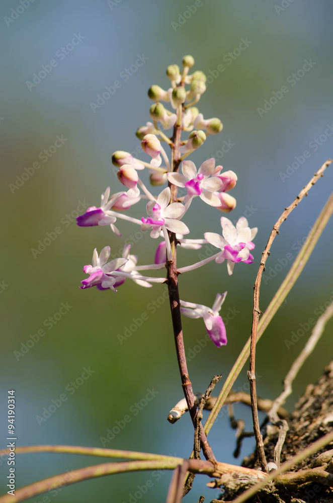 Seidenfadenia mitrata is native to Thailand and to Myanmar Burma Seidenfadenia mitrata is native to Thailand and to Myanmar Burma
