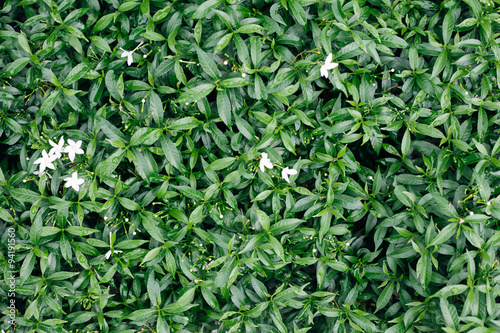 Green plants and little white flowers background