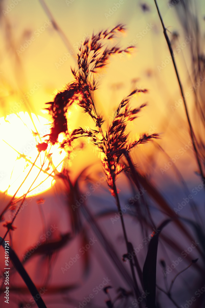 silhouette of dried flowers and plants on a background sunset silhouette of dried flowers and plants on a background sunset