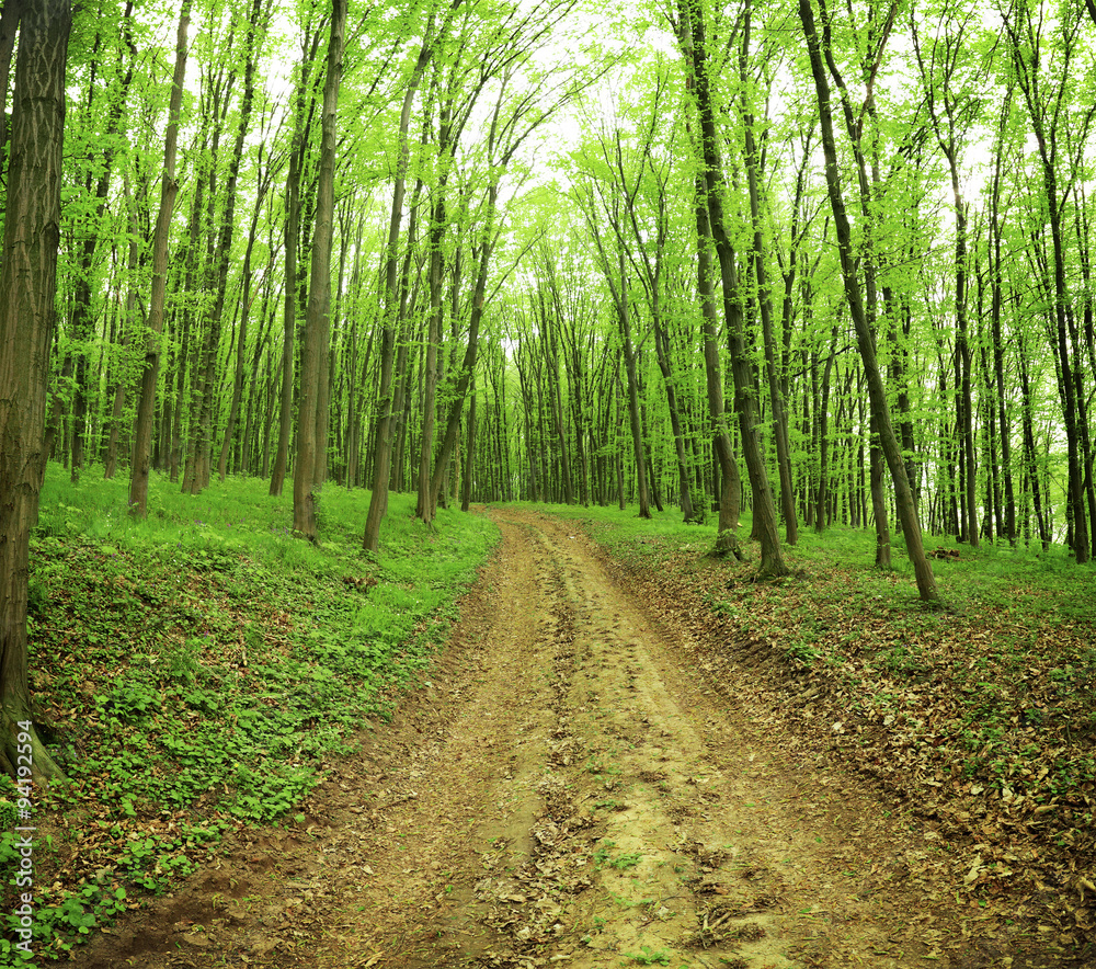 Forest Forest