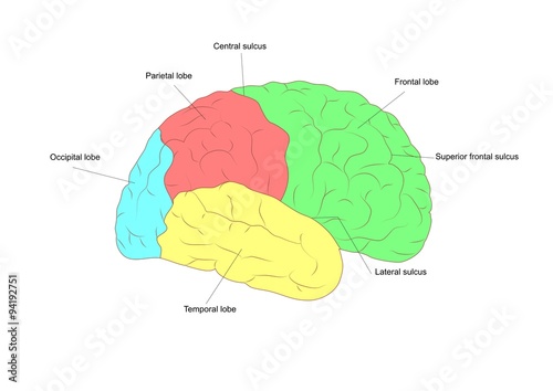 sezione laterale di cervello: evidenziati i principali lobi che lo compongono