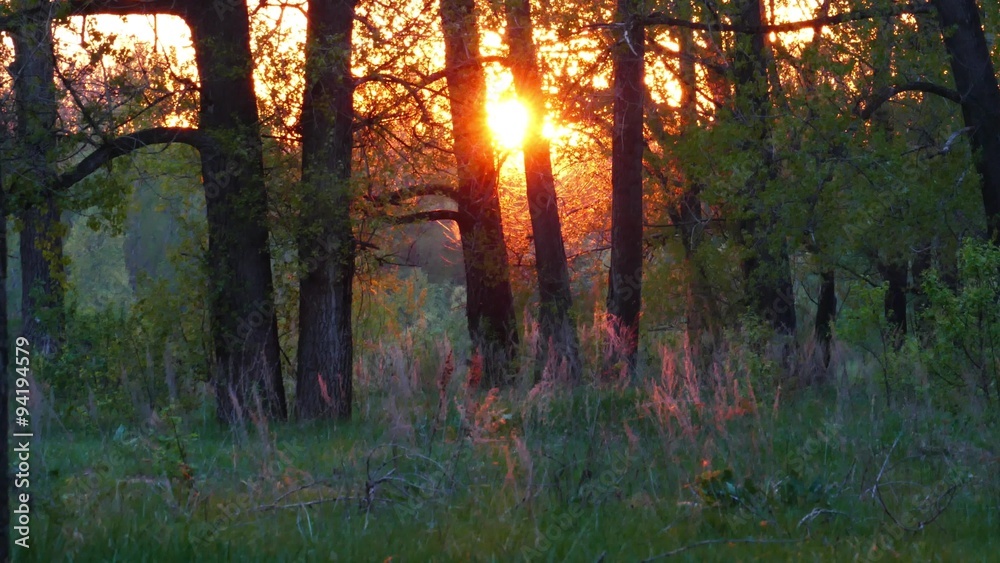 summer forest landscape at sunset, 4k
