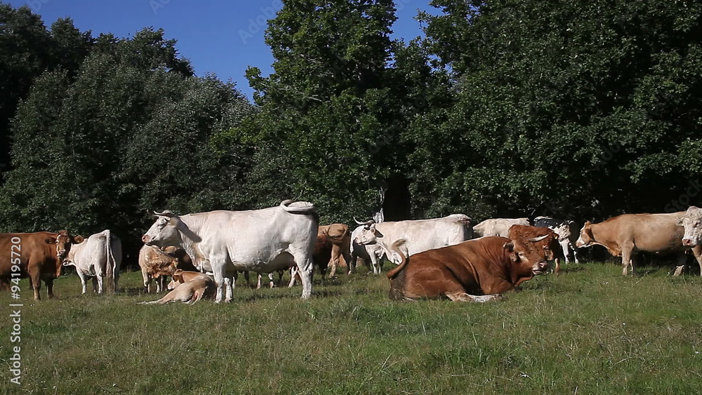 Cattle herd resting on pasture. There is different cattle breeds: Charolais, Limousin and crossbreeds. Cattle herd resting on pasture. There is different cattle breeds: Charolais, Limousin and crossbreeds.