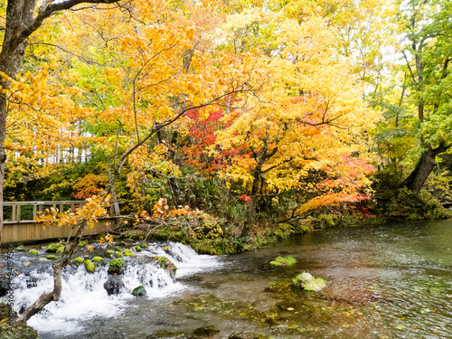 Autumn in Japan © chatchai