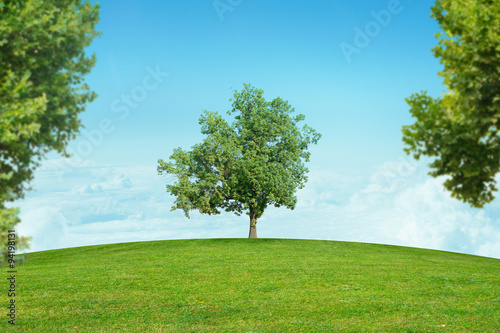Landscape with green tree in center