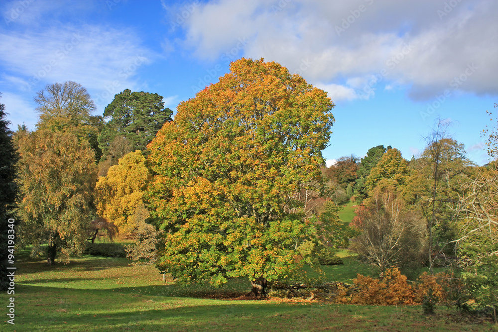 Naklejka premium Park in Autumn