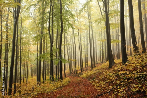 Autumn beech forest in late October © Aniszewski