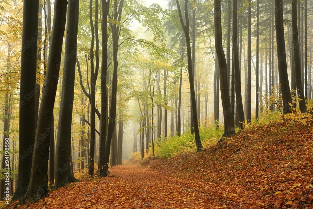 Fototapeta premium Trail through autumn beech forest in foggy weather, Poland
