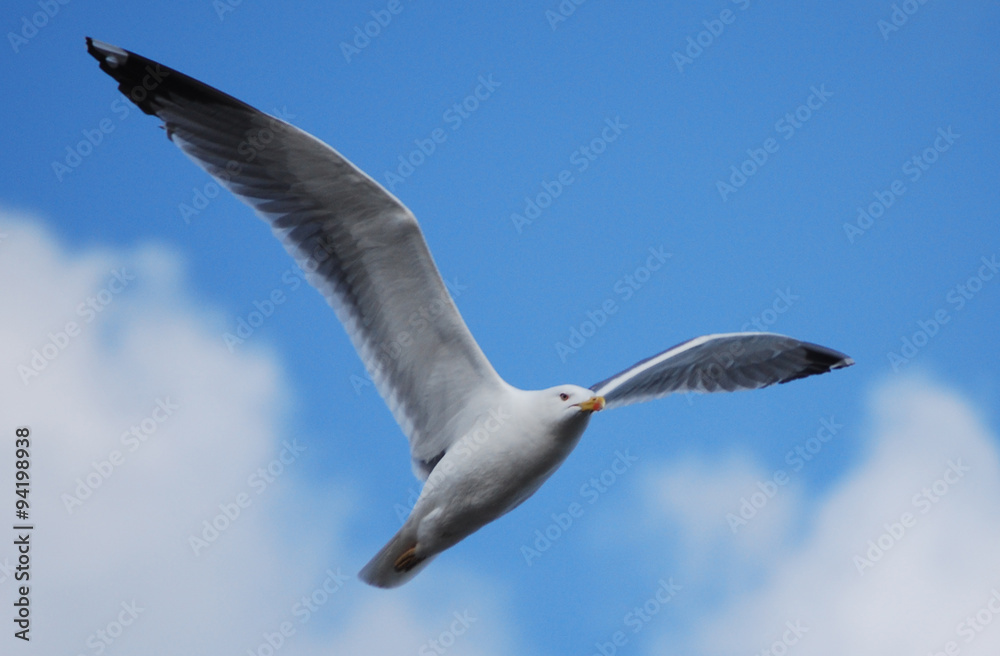 Obraz premium Gaviota