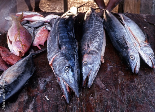 Canvas Print Freshly caught fish in the Caribbean.