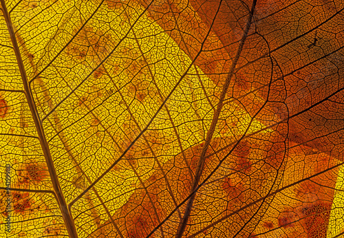 autumn leaves in the detail