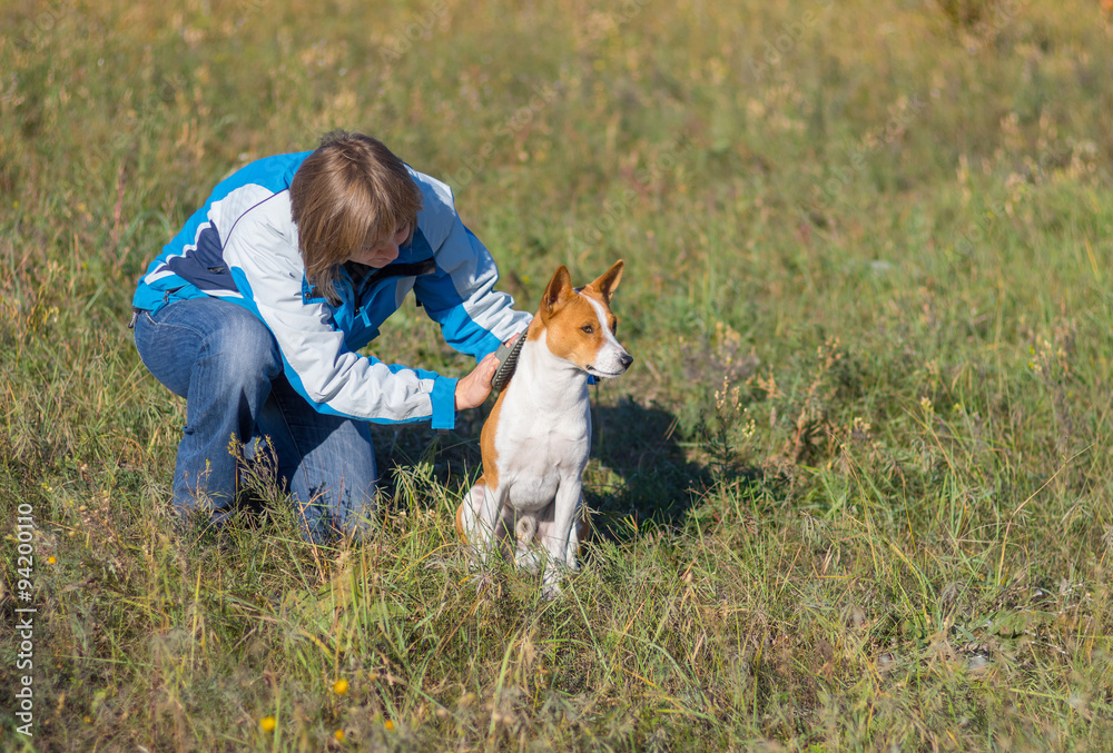 Woman doing daily treatment for Basenji dog's hair