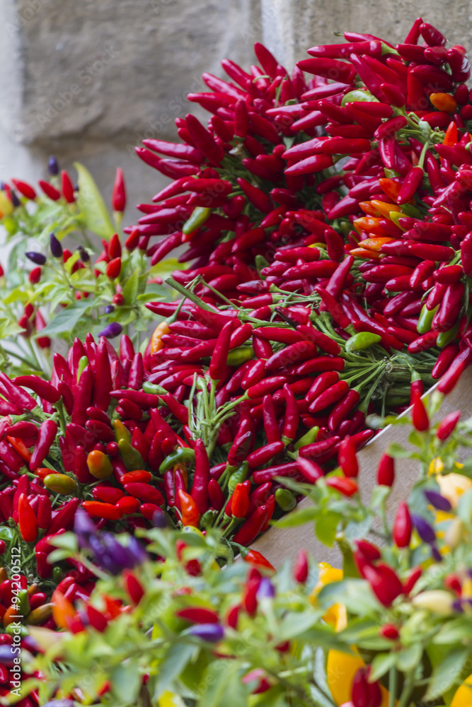 chili on plant chili on plant