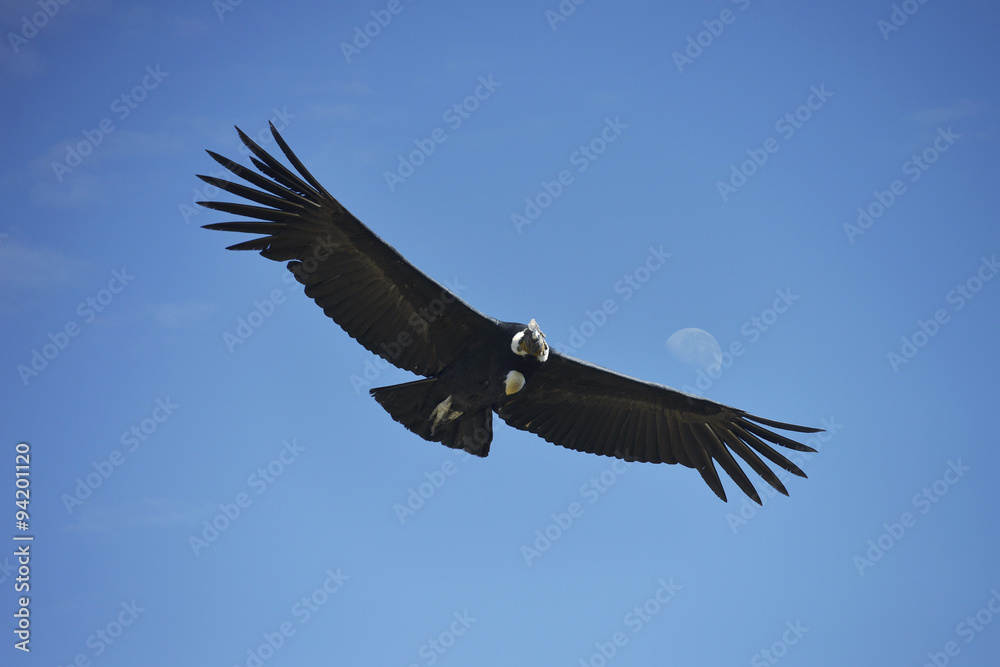 Obraz premium Condor, Cañón del Colca, Perú