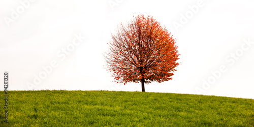 Herbstlicher Baum auf Wiese