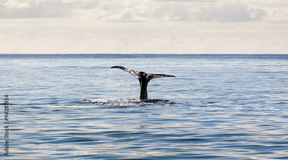 Fototapeta premium Tail of a whale going under near the Azores