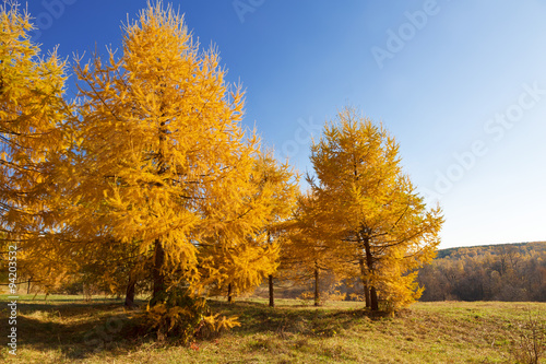 Autumn landscape with bright yellow larch trees in the foreground