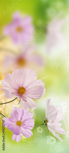 Beautiful flowers on abstract  spring nature background