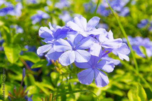 Purple flower in the garden © torsak