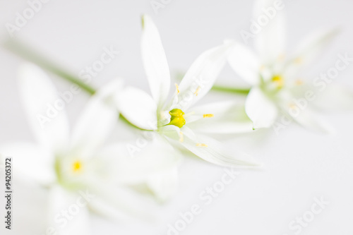 white flower