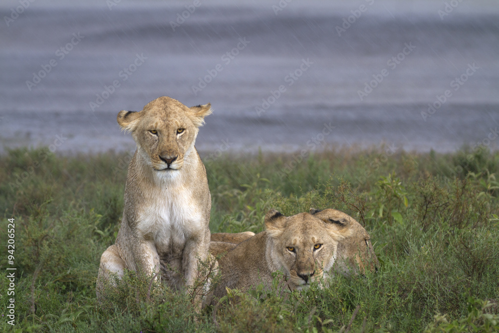 Portrait of wild lion in its natural savanna habitat Portrait of wild lion in its natural savanna habitat