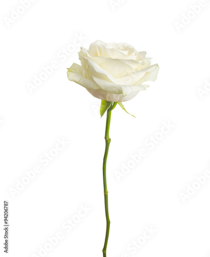 single white rose  isolated  background