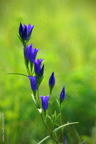 Meadow gentian