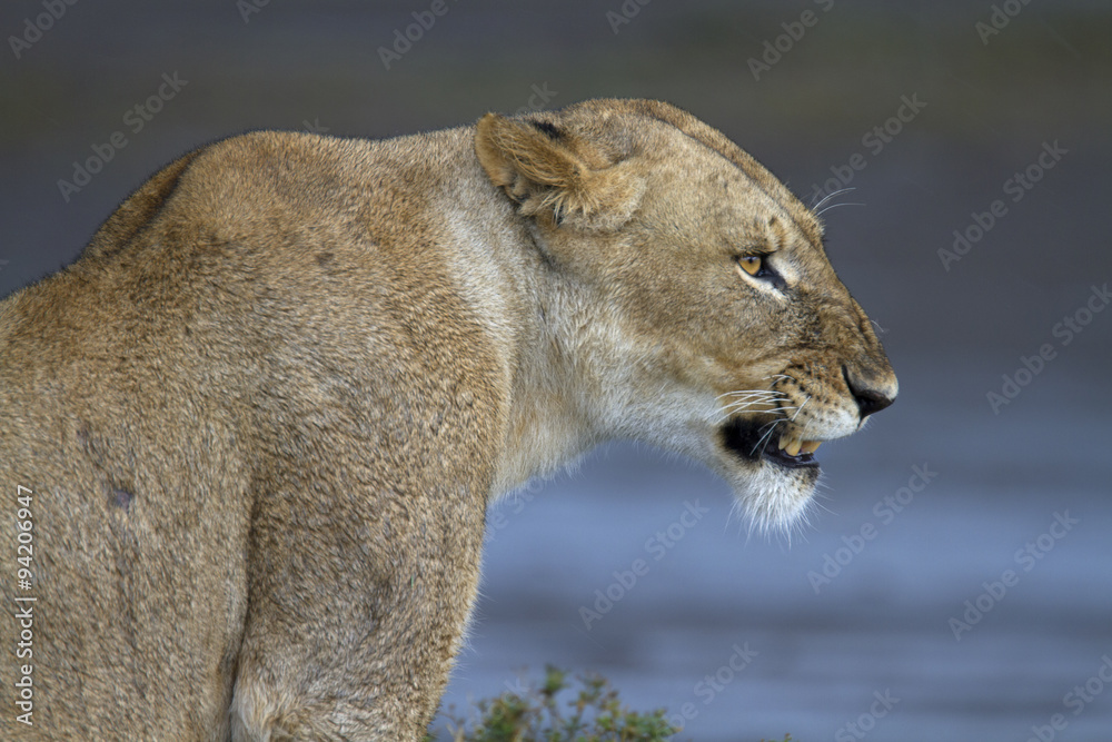 Naklejka premium Portrait of wild lion growling in its natural savanna habitat