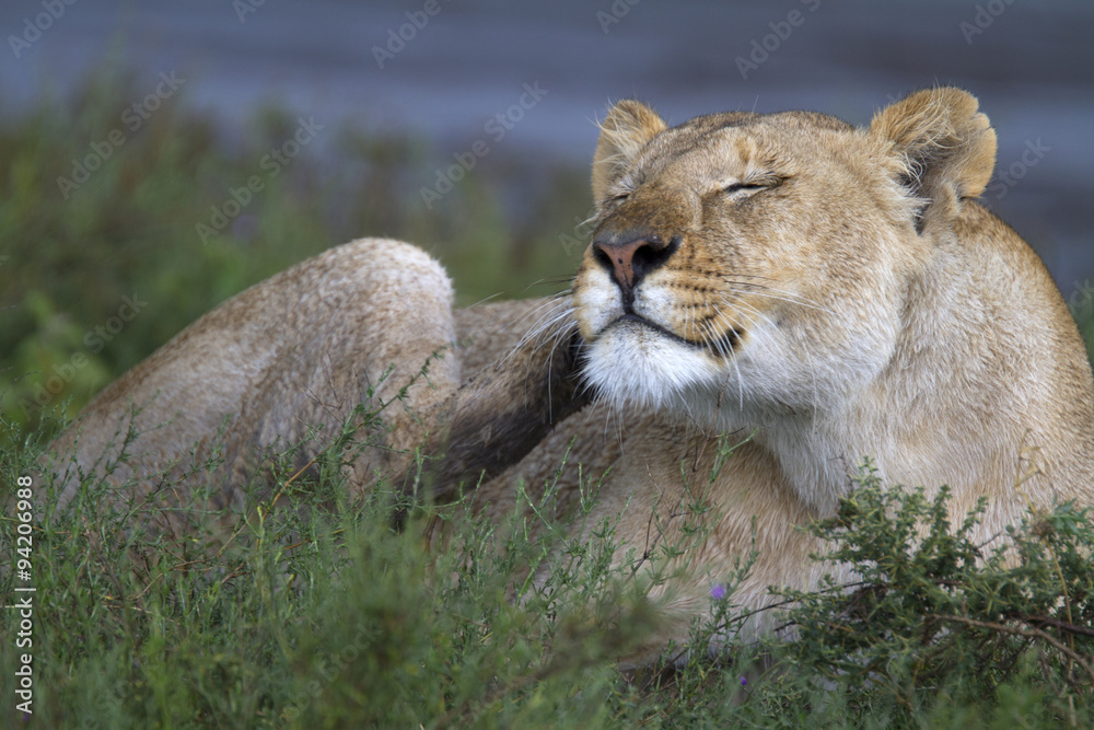 Fototapeta premium Portrait of wild lion in its natural savanna habitat
