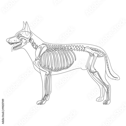 Dog skeleton veterinary vector illustration