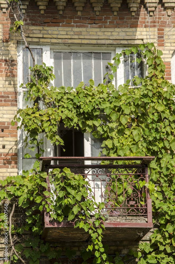 Twining vines on the balcony