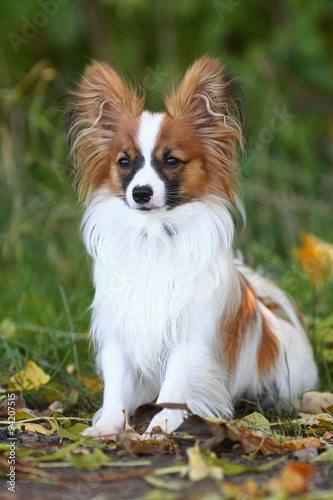 Papillon Hund