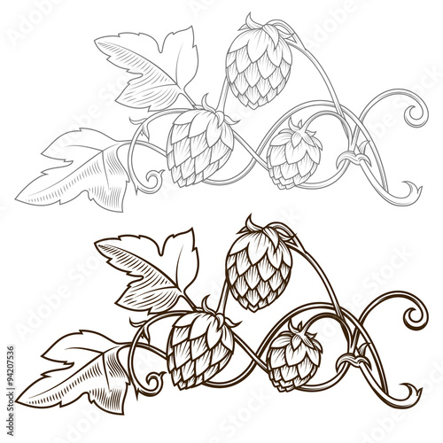 Hops ornament vector illustration