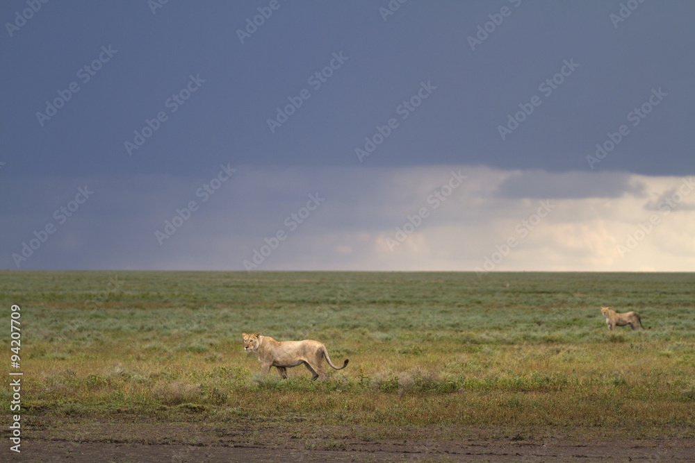 Obraz premium Portrait of wild lion in its natural savanna habitat