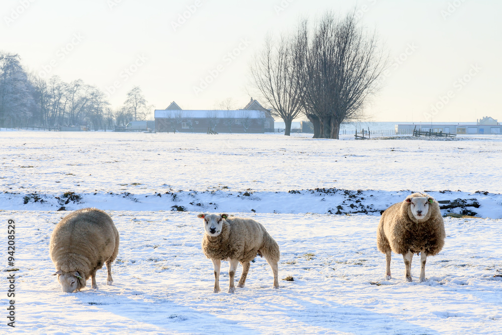 Naklejka premium Sheeps in a winter landscape