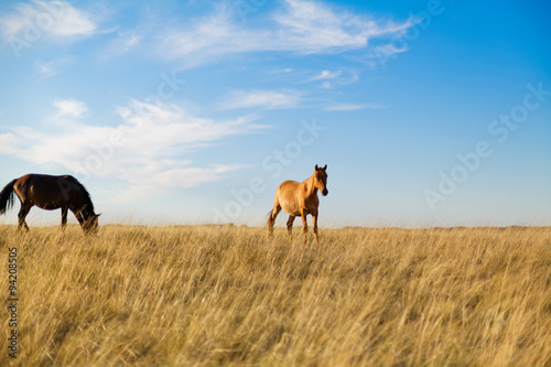 Табун лошадей в казахстанской степи