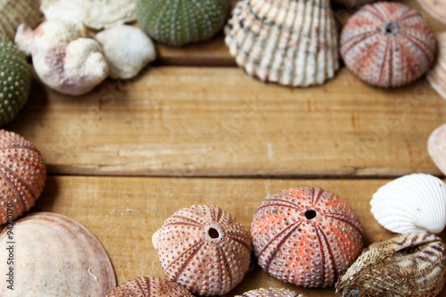 Variety of colorful sea urchins and shells with copy space for your text in the middle