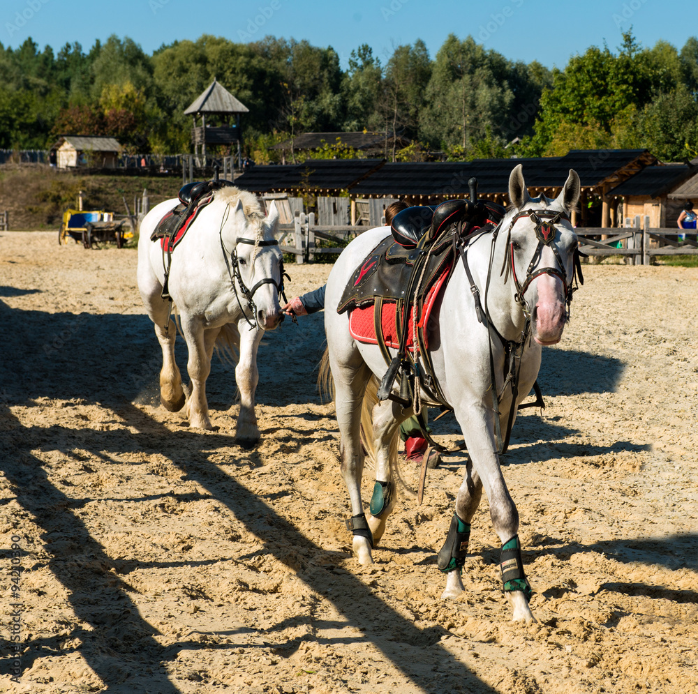 Two white horses before racing. Two white horse is before racing on the stadium.