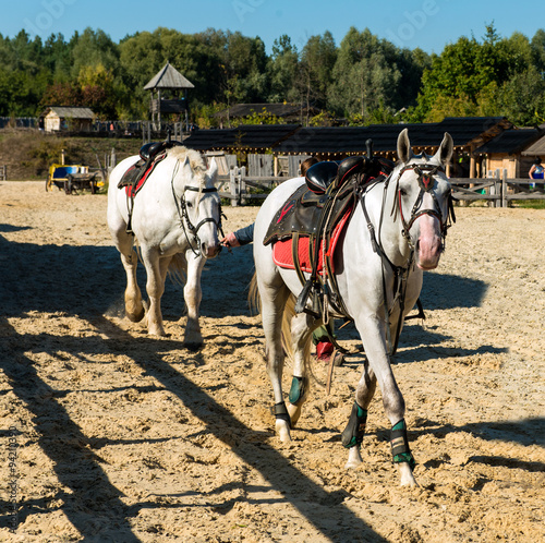 Two white horses before racing. Two white horse is before racing on the stadium. © volofin