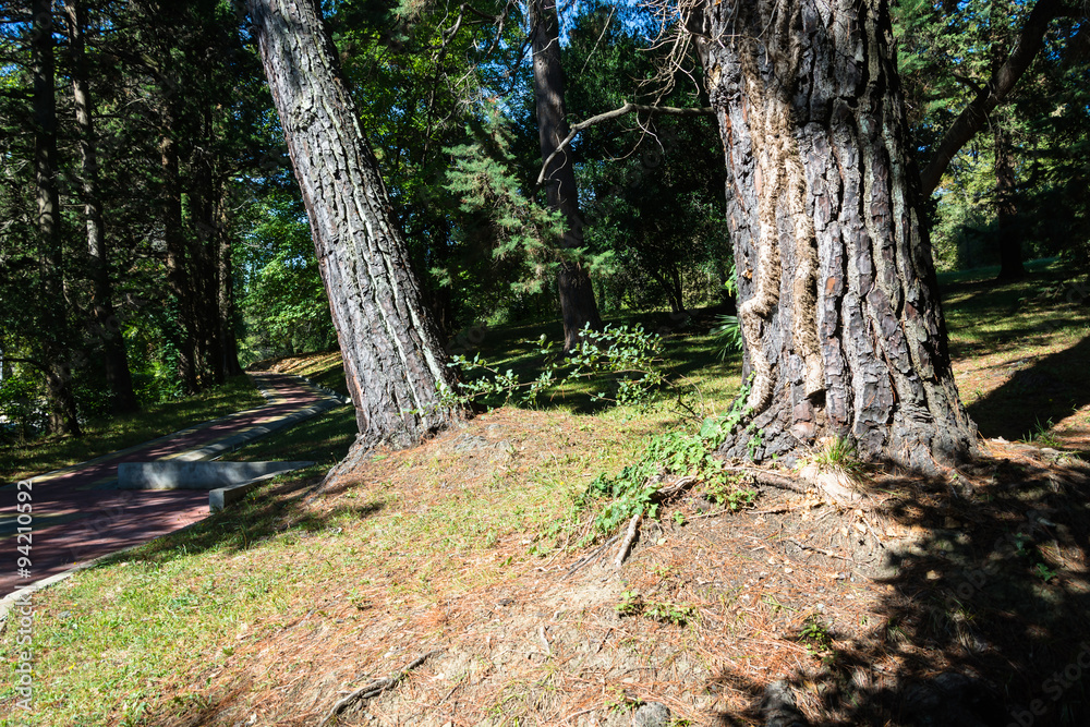 The area of the Sochi Park – arboretum. The area of the Sochi Park – arboretum.