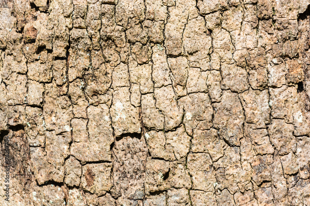 The texture of the tree trunk. The texture of the tree trunk.