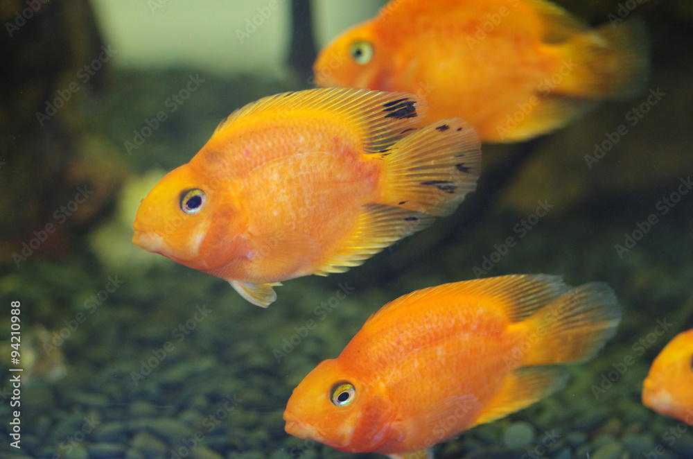 Blood Red Parrot Cichlid aquarium fish Blood Red Parrot Cichlid aquarium fish